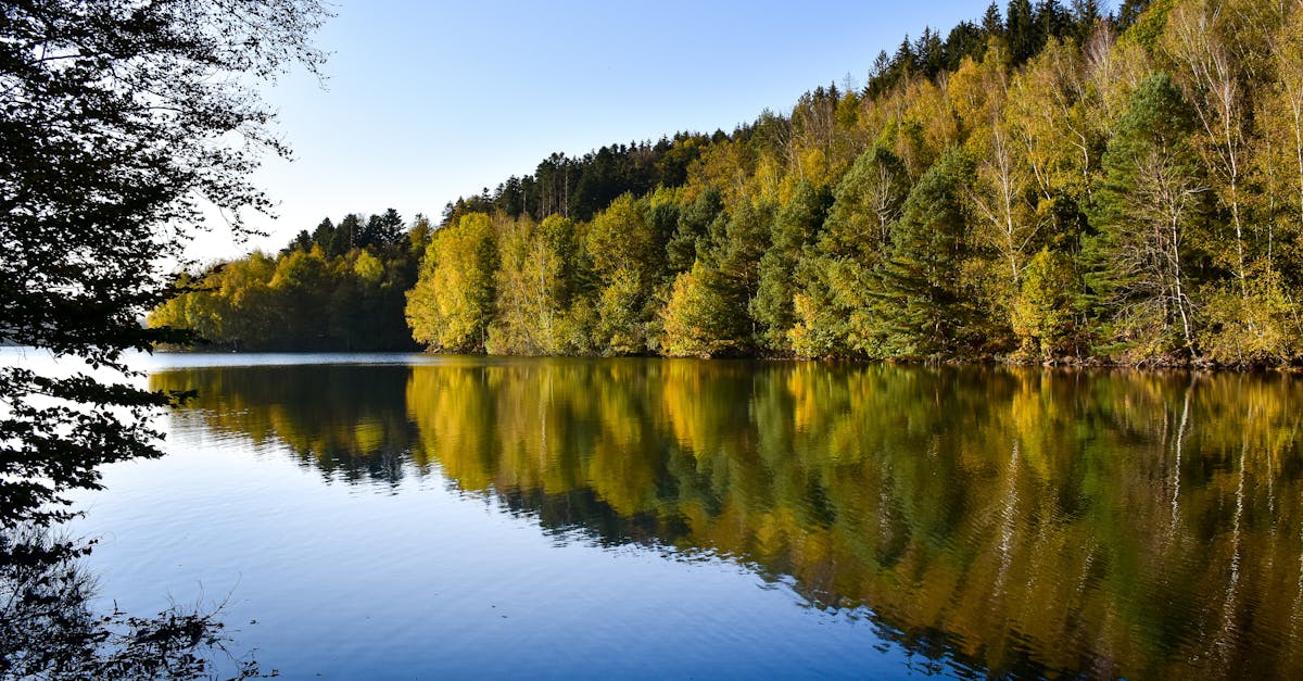 découvrez les vosges, une région charmante de france, célèbre pour ses paysages magnifiques, ses montagnes verdoyantes et ses activités de plein air. explorez des lacs pittoresques, des sentiers de randonnée, et savourez la gastronomie locale dans un cadre naturel exceptionnel.