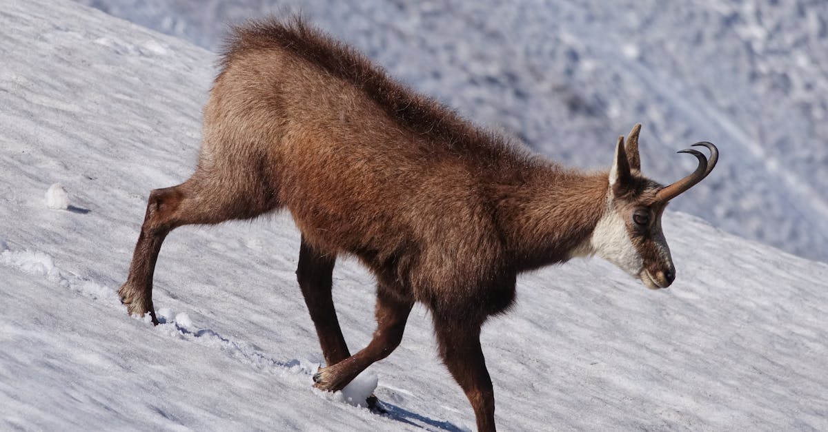 découvrez la magie des vosges, une région montagneuse riche en paysages à couper le souffle, en activités de plein air et en traditions culturelles. que vous soyez passionné de randonnée, de ski ou simplement à la recherche d'une escapade relaxante, les vosges vous offrent une expérience inoubliable tout au long de l'année.