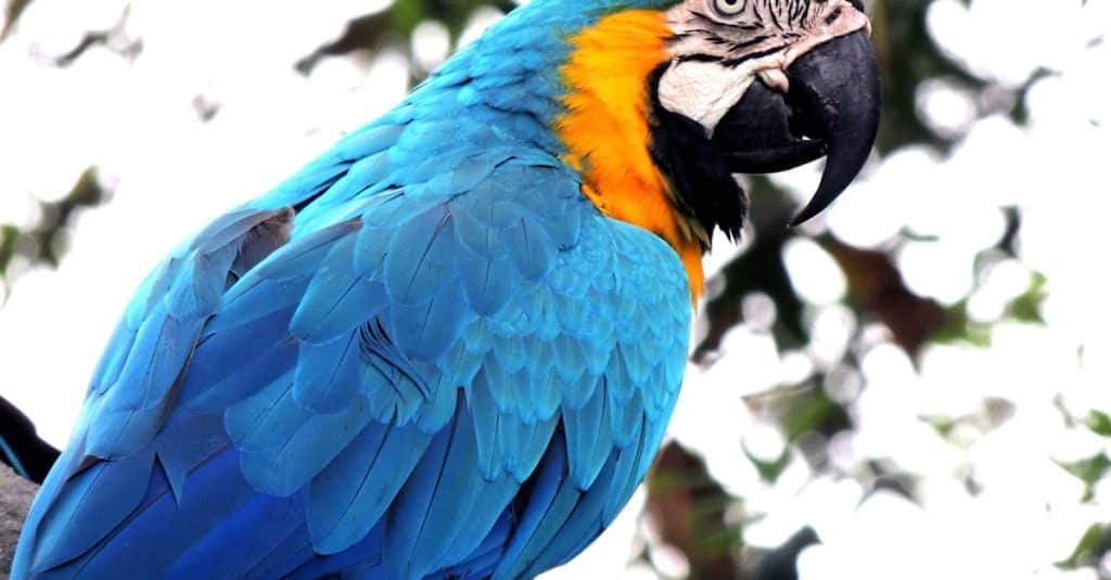 découvrez l'amérique centrale, une région riche en culture, biodiversité et paysages époustouflants. explorez des pays enchanteurs comme le costa rica, le panama et le nicaragua, où l'histoire ancienne rencontre des trésors naturels. partez à l'aventure et plongez dans l'authenticité de cette destination fascinante.