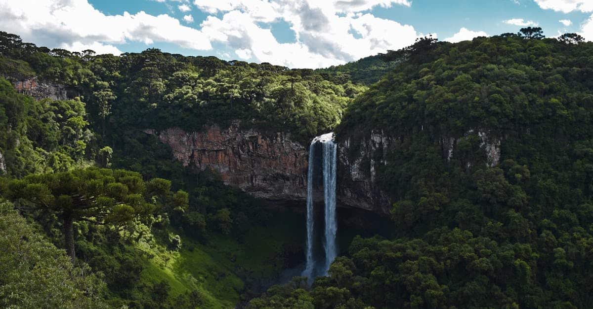 découvrez la beauté et la biodiversité incroyable de la forêt amazonienne. explorez ses écosystèmes uniques, sa faune et sa flore exceptionnelles, ainsi que l'importance de sa préservation pour la planète.