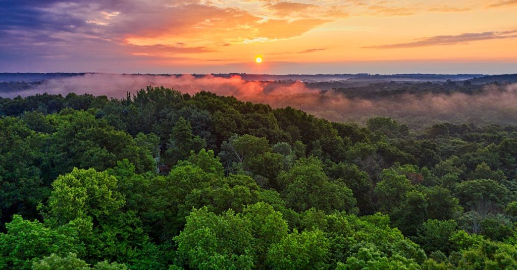 Exploration de la forêt amazonienne : un guide complet pour découvrir ses merveilles découvrez la fascinante amazonie, une forêt tropicale d'une biodiversité incroyable, abritant des millions d'espèces animales et végétales. apprenez-en davantage sur son importance écologique, ses défis de conservation, et les cultures autochtones qui y vivent en harmonie avec la nature.