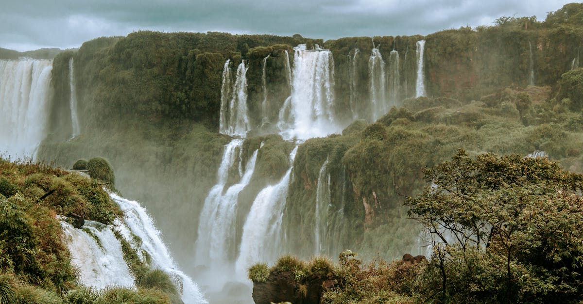 découvrez la fascinante amazonie, la plus grande forêt tropicale du monde, abritant une biodiversité extraordinaire et des écosystèmes uniques. explorez ses richesses naturelles, sa faune, sa flore et les enjeux de sa préservation face aux menaces croissantes.