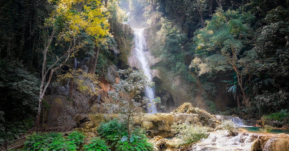explorez la majestueuse forêt amazonienne, un écosystème riche en biodiversité et en cultures indigènes. découvrez les mystères de la plus grande forêt tropicale du monde, ses serrures de vie sauvage, et l'importance de sa préservation pour notre planète.