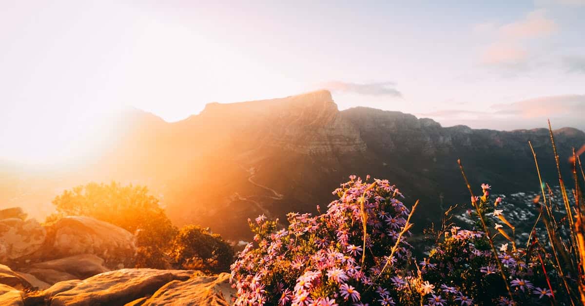 découvrez cape town, une ville envoûtante d'afrique du sud, célèbre pour ses paysages à couper le souffle, sa riche culture, et ses activités variées. explorez la majestueuse montagne de la table, flânez dans le quartier coloré de bo-kaap, et savourez des spécialités culinaires locales tout en admirant l'océan. cape town, une destination incontournable pour les amoureux de la nature et des villes vibrantes.