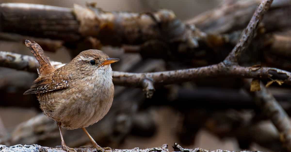 découvrez l'univers du charme avec notre sélection d'articles uniques et envoûtants. plongez dans une atmosphère d'élégance et de beauté, où chaque détail compte pour sublimer votre quotidien.