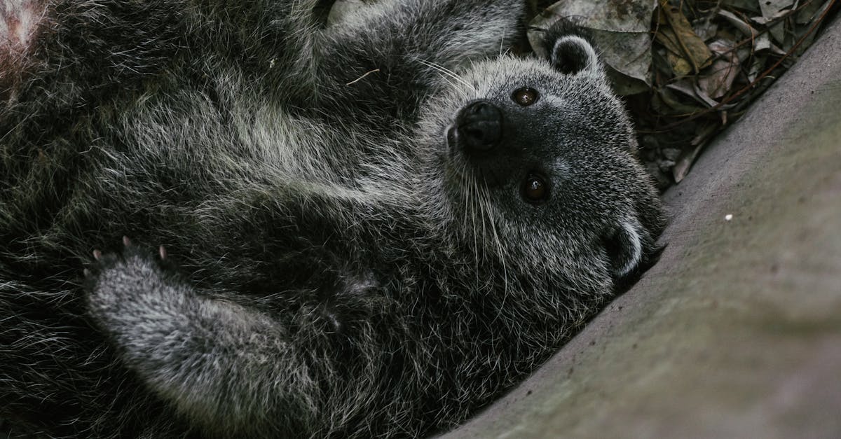 découvrez la faune endémique, un monde fascinant d'espèces uniques qui ne se trouvent nulle part ailleurs sur la planète. explorez l'importance de la biodiversité et les efforts de conservation pour protéger ces trésors naturels.