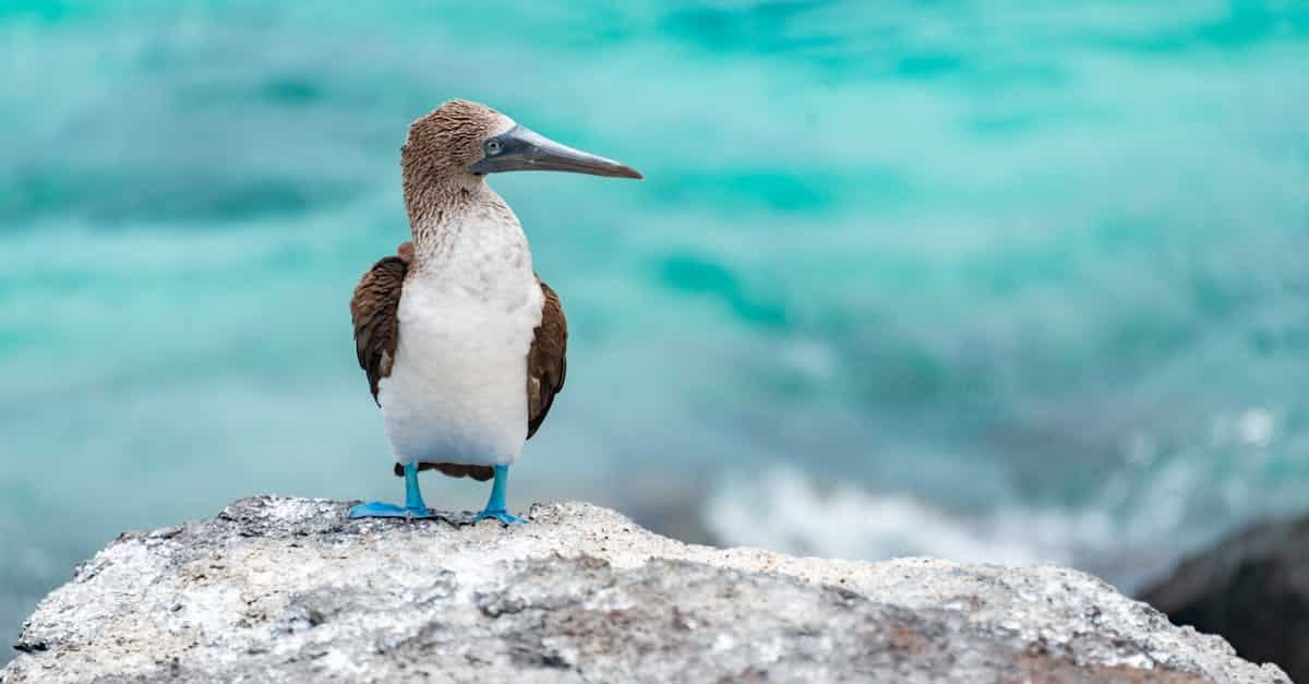 découvrez la faune endémique, unique à chaque région, et plongez dans l'univers fascinant des espèces animales qui ont évolué en isolation. apprenez comment leur habitat, leur comportement et leur rôle écologique font de ces créatures un trésor de biodiversité à préserver.