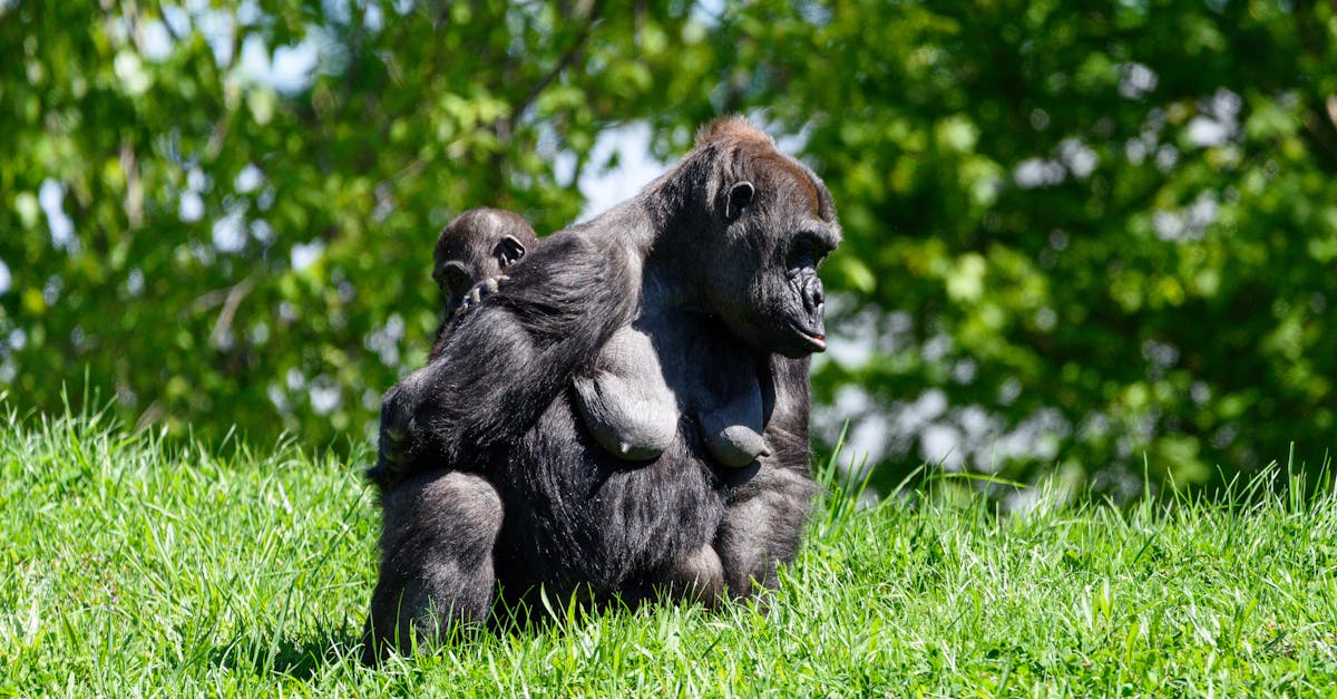 découvrez l'univers fascinant des gorilles, ces majestueux primates qui vivent dans les jungles d'afrique. apprenez-en davantage sur leur habitat, leur comportement social et les efforts de conservation pour protéger ces animaux en danger.