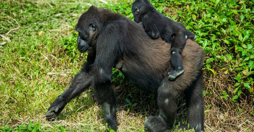 découvrez le monde fascinant des gorilles, ces majestueux primates qui habitent les forêts d'afrique. plongez dans leur habitat naturel, leur comportement social et les efforts de conservation pour protéger ces créatures emblématiques.