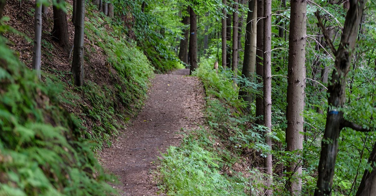 découvrez les plus beaux sentiers de randonnée à travers des paysages à couper le souffle. que vous soyez amateur de balades tranquilles ou randonneur expérimenté, trouvez l'itinéraire qui vous convient et partez à l'aventure en pleine nature.