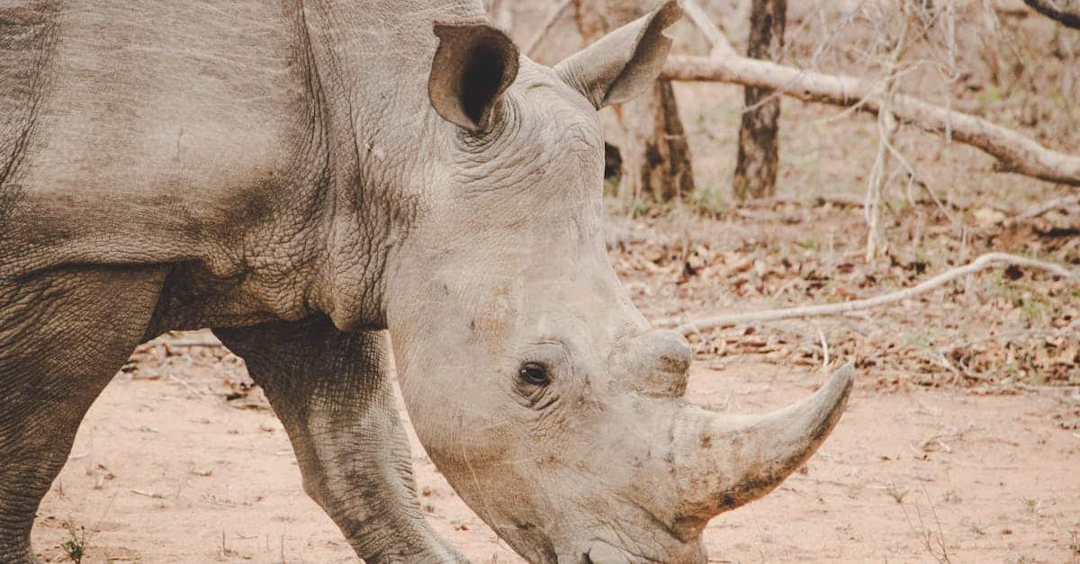 découvrez le parc national kruger, une incroyable réserve animalière en afrique du sud, où vous pourrez observer les big five dans leur habitat naturel. explorez des paysages époustouflants et vivez une expérience inoubliable au cœur de la faune sauvage.