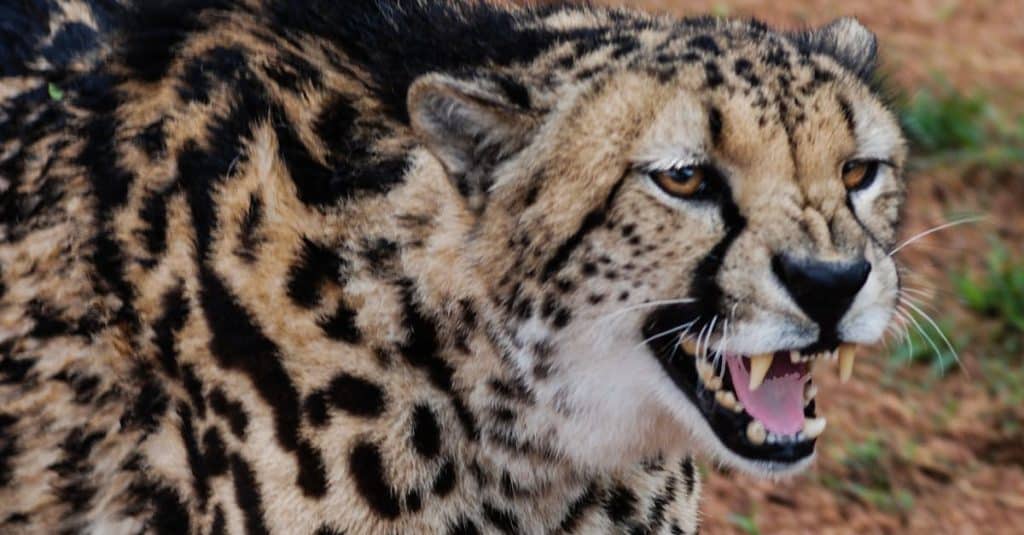 découvrez le parc national kruger, l'une des plus grandes réserves animalières d'afrique du sud. un véritable sanctuaire pour la faune, où vous pourrez observer les célèbres big five dans leur habitat naturel. partez pour une aventure inoubliable au cœur de la nature sauvage.