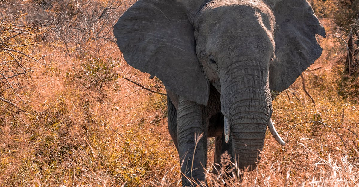 découvrez la beauté sauvage du parc national kruger, l'une des plus grandes réserves animalières d'afrique. explorez des paysages variés, observez la faune incroyable, des big five aux oiseaux exotiques, et vivez une aventure inoubliable au cœur de la biodiversité. parfait pour les amoureux de la nature et les aventuriers en quête d'expériences uniques.