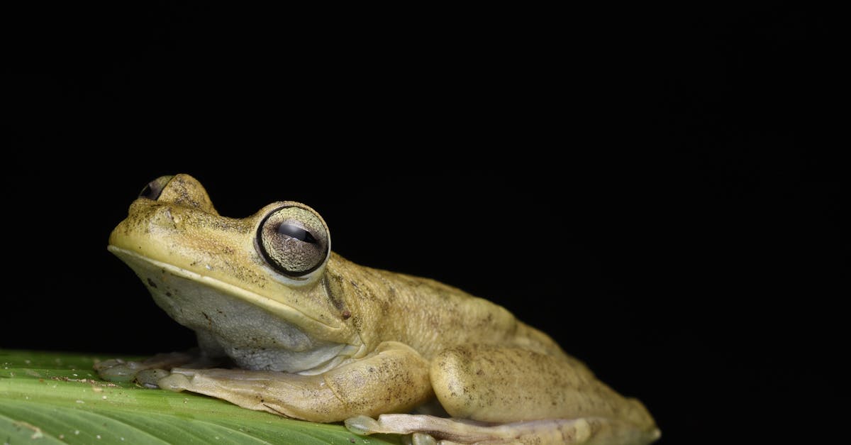 découvrez le panama canal, une merveille d'ingénierie reliant l'océan atlantique et l'océan pacifique. explorez son histoire fascinante, son impact sur le commerce mondial et les aventures de navigation qu'il offre. plongez dans l'univers du canal qui a transformé le transport maritime.