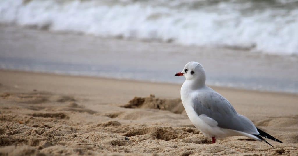 découvrez des plages paisibles où la tranquillité et la beauté naturelle se rencontrent. plongez dans un havre de sérénité, parfait pour échapper au stress quotidien et profiter de moments de détente inoubliables.