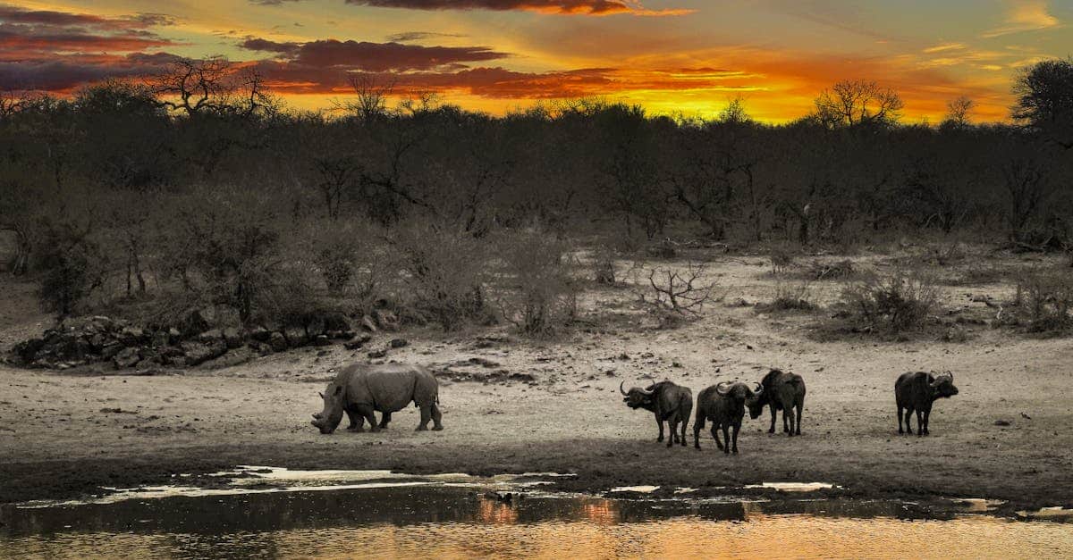 découvrez l'excitation d'un safari inoubliable au cœur de la nature sauvage. explorez des paysages époustouflants, observez des animaux majestueux et vivez une aventure unique qui vous rapprochera de la faune et de la flore exceptionnelles.