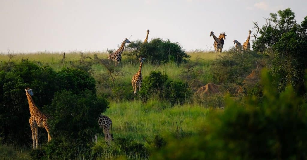 découvrez l'aventure sauvage avec nos safaris inoubliables. explorez la beauté de la faune et de la flore dans des paysages à couper le souffle, tout en vivant des expériences authentiques et immersives au cœur de la nature.
