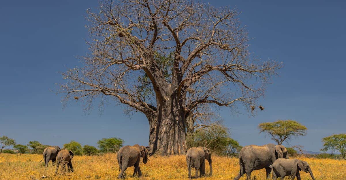 explorez l'univers fascinant des baobabs, ces arbres emblématiques aux formes majestueuses et aux caractéristiques étonnantes. découvrez leur rôle écologique, leur importance culturelle et les merveilleuses légendes qui les entourent.