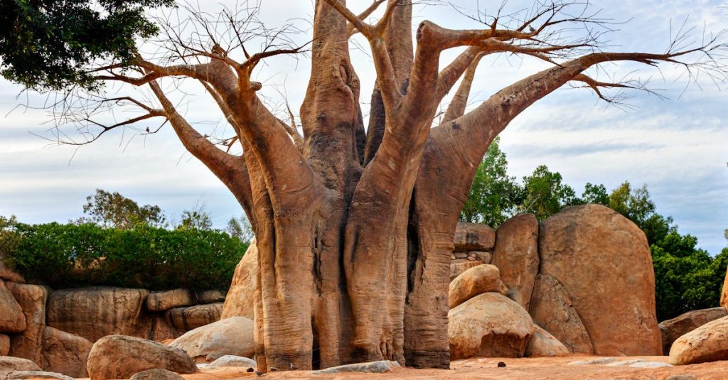 découvrez les majestueux baobabs, ces arbres emblématiques au tronc massif et à l'allure impressionnante. explorez leur rôle écologique vital, leur symbolisme culturel et leur beauté unique dans les paysages africains. apprenez tout sur leur entretien, leur longévité et les légendes qui les entourent.