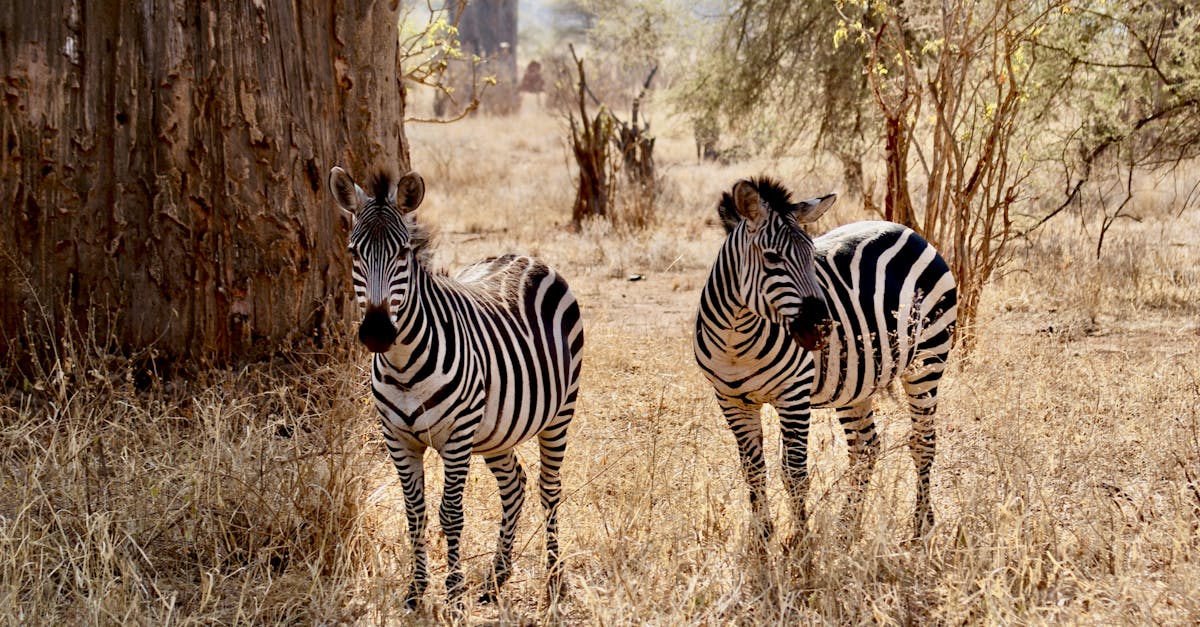 découvrez l'univers fascinant des baobabs, ces arbres majestueux emblématiques de l'afrique, célèbres pour leur forme unique et leur longévité impressionnante. apprenez-en davantage sur leur importance écologique, leurs légendes et leur rôle dans la culture locale.