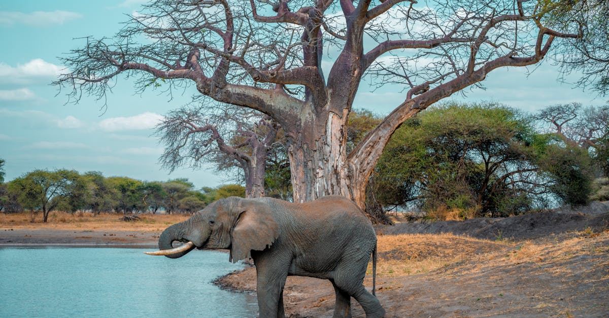 découvrez l'univers fascinant des baobabs, ces arbres majestueux connus pour leur forme unique et leur longévité impressionnante. apprenez tout sur leur écologie, leur utilisation traditionnelle et leur importance dans les écosystèmes africains.