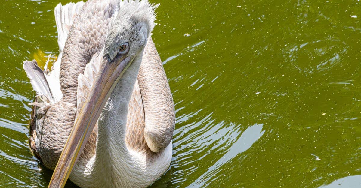découvrez les merveilles de la biodiversité, un équilibre fragile de la nature qui soutient la vie sur terre. explorez les différentes espèces, leurs habitats et l'importance de leur préservation pour un avenir durable.