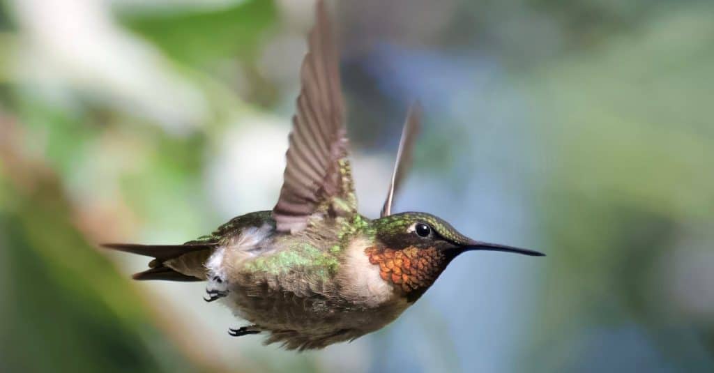 découvrez la richesse et la diversité de la biodiversité sur notre planète. apprenez l'importance de la conservation des espèces et des habitats, ainsi que les actions à entreprendre pour protéger notre écosystème.