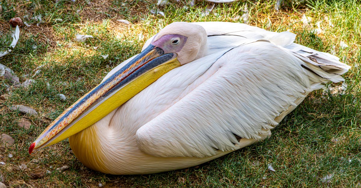 découvrez l'importance de la biodiversité pour notre planète. explorez les différentes espèces, leurs habitats et les menaces qui pèsent sur elles. engagez-vous dans la conservation et apprenez comment protéger notre écosystème afin de préserver l'équilibre naturel.