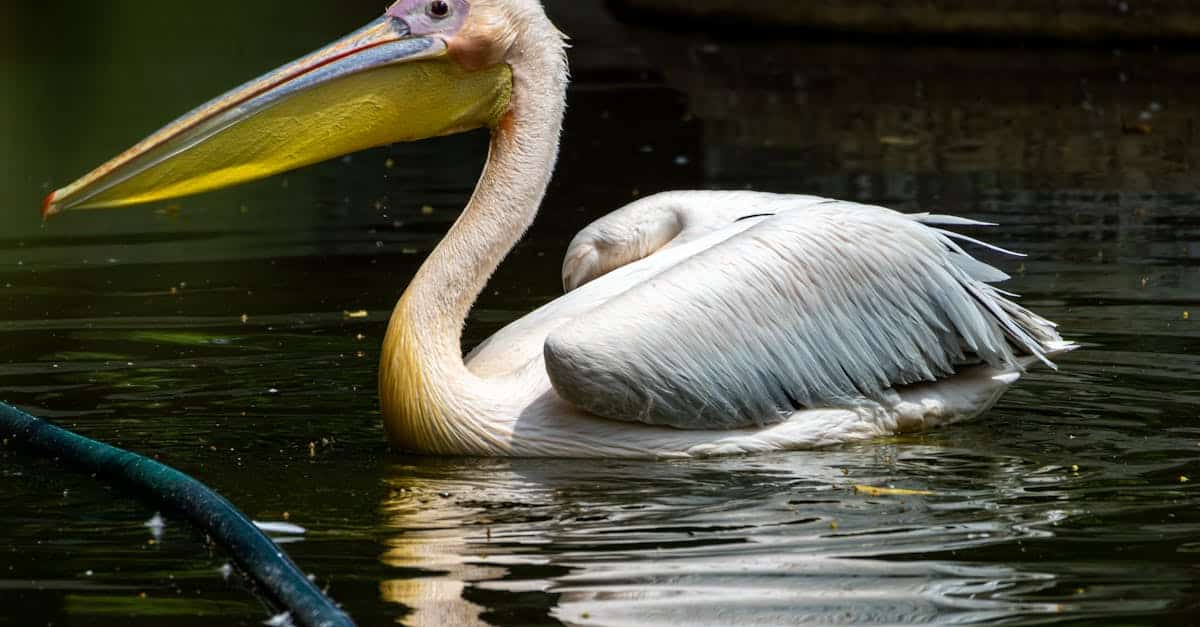 découvrez la biodiversité, essentielle à notre écosystème et à la survie de nombreuses espèces. apprenez-en davantage sur les menaces qui pèsent sur la vie sauvage et les efforts de conservation pour préserver notre planète.