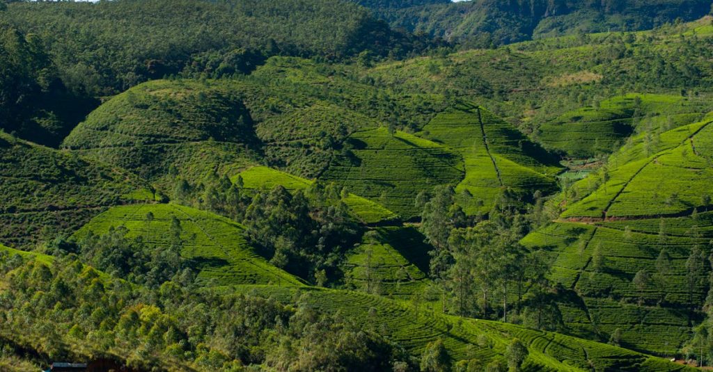 découvrez le thé de ceylan, une infusion réputée pour ses arômes riches et ses bienfaits pour la santé. plongez dans l'univers de ce thé exceptionnel, cultivé sur les hauteurs verdoyantes du sri lanka, et savourez chaque tasse comme un voyage gustatif unique.