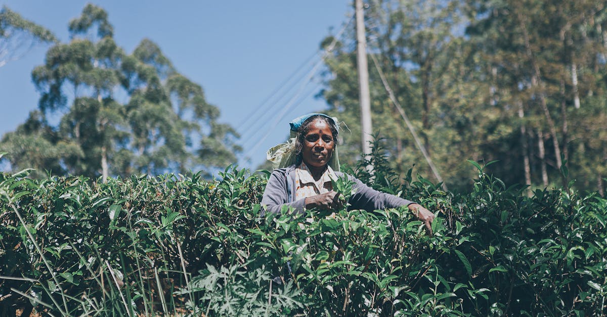 découvrez le thé de ceylan, une boisson prisée pour son goût exceptionnel et ses bienfaits pour la santé. plongez dans l'univers des plantations verdoyantes du sri lanka et savourez une tasse de ce thé noir raffiné, riche en arômes et en histoire.