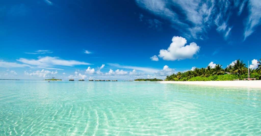 découvrez l'incroyable richesse des récifs coralliens, véritables écosystèmes marins splendides. plongez au cœur de leur biodiversité unique, de leur importance écologique, et des défis de conservation auxquels ils font face. explorez le monde fascinant des coraux et leur rôle vital dans l'environnement.