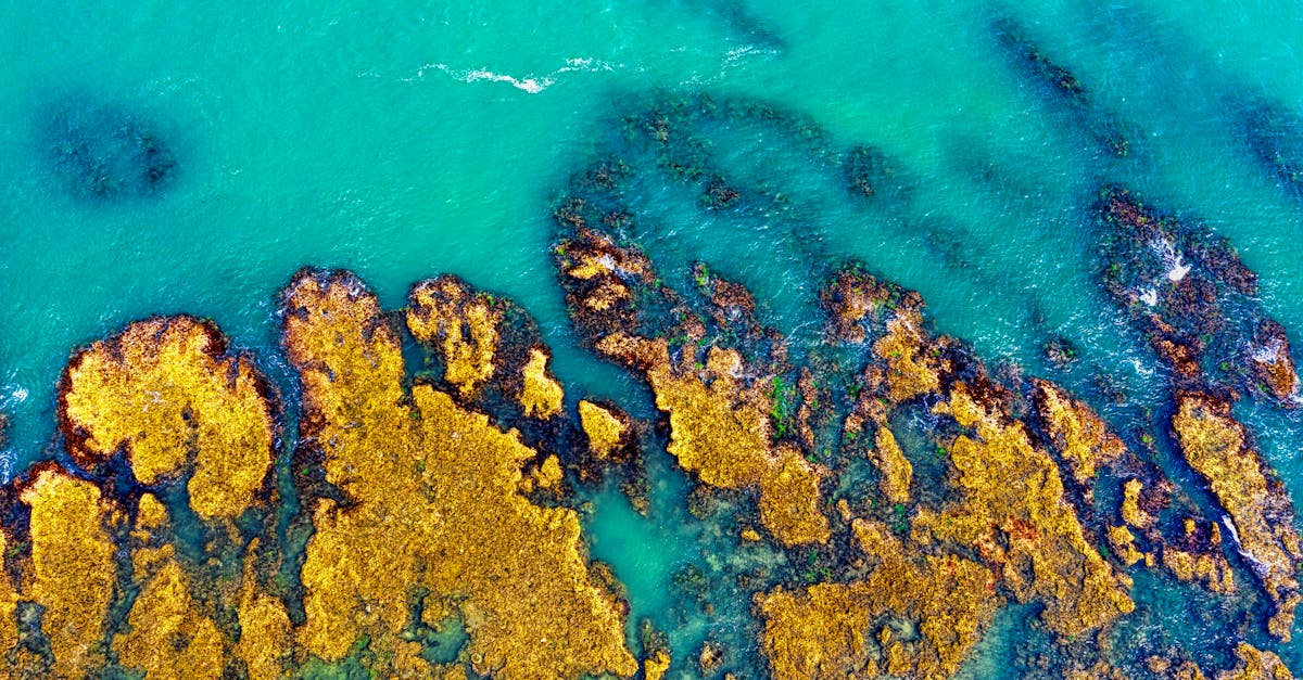 découvrez la beauté et la biodiversité des récifs coralliens, essentiels à l'écosystème marin. apprenez-en davantage sur leur importance, leur préservation et les menaces qui pèsent sur ces merveilles naturelles.