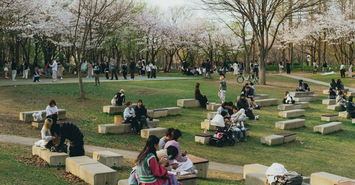 découvrez le hanami, une tradition japonaise fascinante célébrant la beauté éphémère des cerisiers en fleurs. plongez dans l'ambiance printanière des parcs ornés de sakura et apprenez à apprécier chaque instant sous ces magnifiques floraisons.