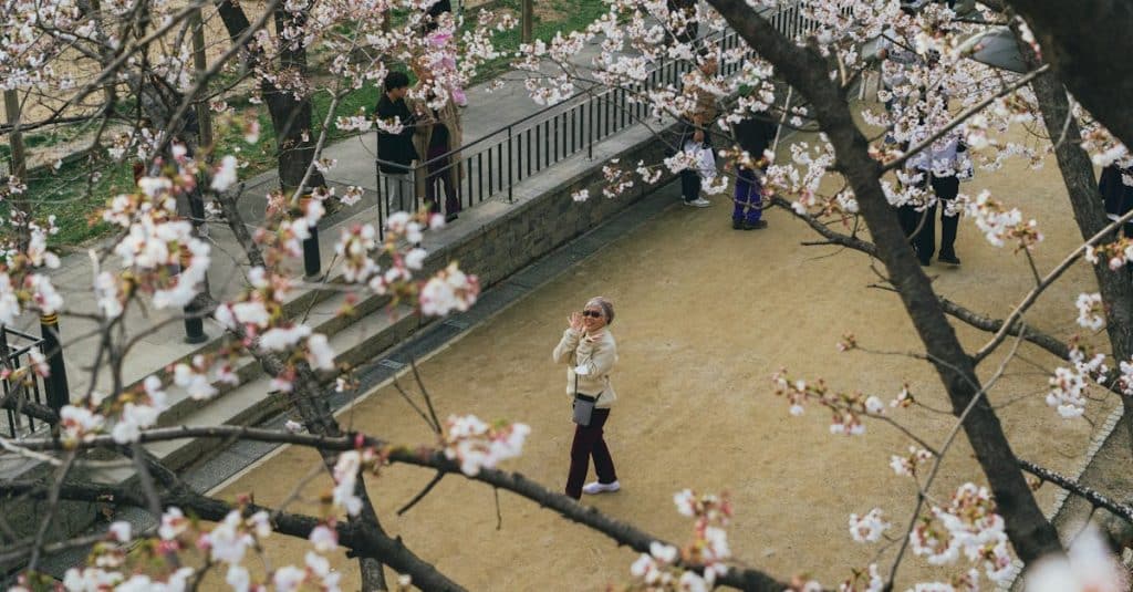 découvrez l'art du hanami, la traditionnelle contemplation des cerisiers en fleurs au japon. plongez dans la beauté éphémère des sakuras tout en célébrant l'arrivée du printemps avec des pique-niques sous les arbres en fleurs.