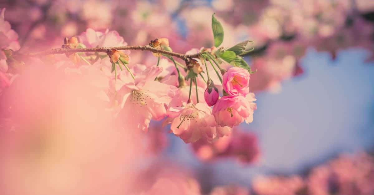 découvrez l'art du hanami, une tradition japonaise qui célèbre la beauté éphémère des cerisiers en fleurs. profitez d'une journée relaxante sous les sakuras, en admirant les pétales flottants et en partageant des moments conviviaux avec vos proches.