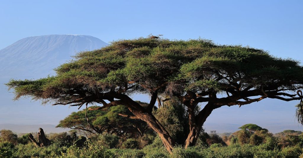 découvrez le majestueux kilimanjaro, le sommet le plus élevé d'afrique. partez à l'aventure pour escalader cette montagne emblématique, admirez ses paysages époustouflants, sa faune unique et vivez une expérience inoubliable dans un cadre naturel exceptionnel.
