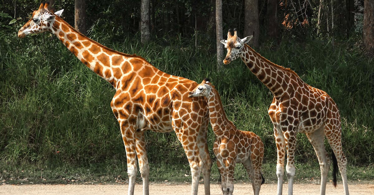découvrez le majestueux kilimanjaro, le sommet le plus haut de l'afrique, situé en tanzanie. partez à l'aventure à travers ses paysages variés, du climat tropical aux glaciers éblouissants. que vous soyez un alpiniste chevronné ou un randonneur débutant, le kilimanjaro promet une expérience inoubliable au cœur de la nature.