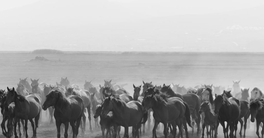 découvrez le monde envoûtant de la morna, un genre musical originaire du cap-vert, célèbre pour ses mélodies émouvantes et ses paroles poignantes. plongez dans l'atmosphère riche et nostalgique de cette musique qui évoque des sentiments de mélancolie et de beauté insulaire.