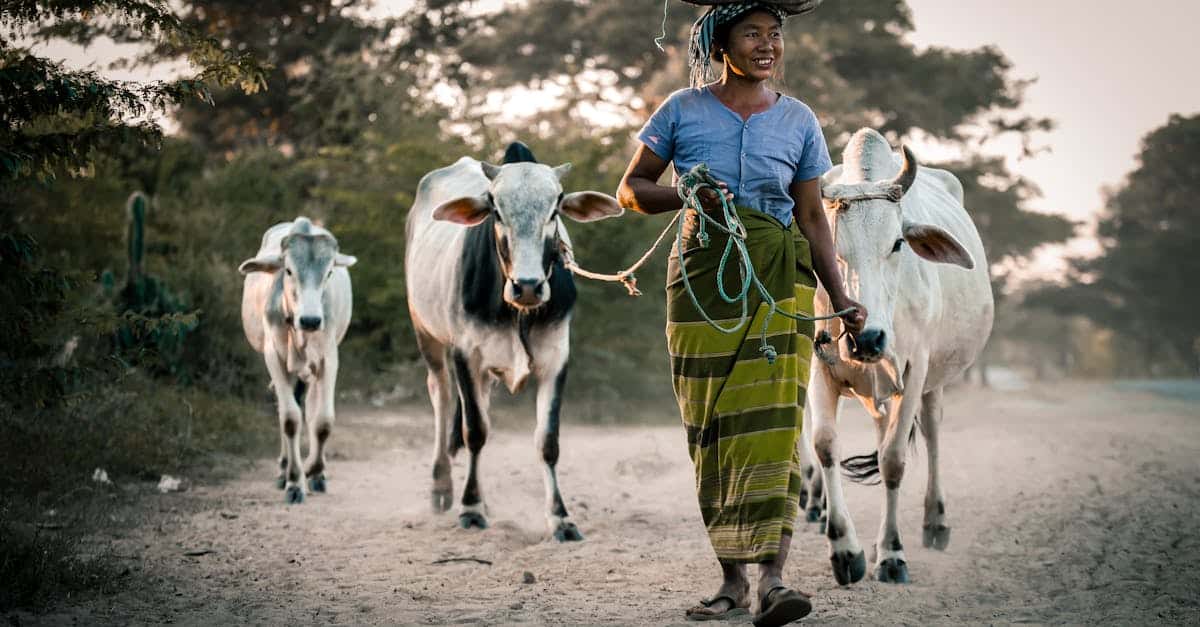 découvrez le myanmar, un pays fascinant d'asie du sud-est, célèbre pour ses paysages époustouflants, ses temples majestueux et sa riche culture. explorez les traditions, la cuisine et les trésors cachés de cette destination unique, véritable joyau entre terre et mer.