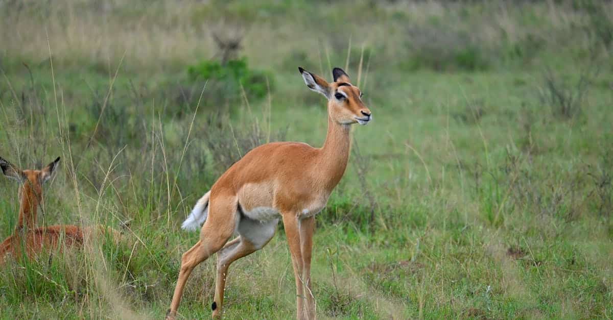 découvrez les réserves naturelles, des sanctuaires préservés où la biodiversité s'épanouit. explorez la beauté des paysages, la richesse des écosystèmes et engagez-vous pour la protection de notre planète.
