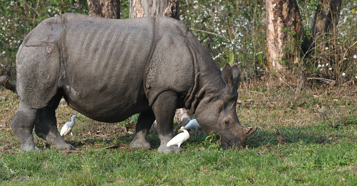 découvrez les réserves naturelles, des sanctuaires de biodiversité préservés qui protègent la faune, la flore et les écosystèmes uniques. explorez des paysages idylliques tout en participant à des initiatives de conservation.