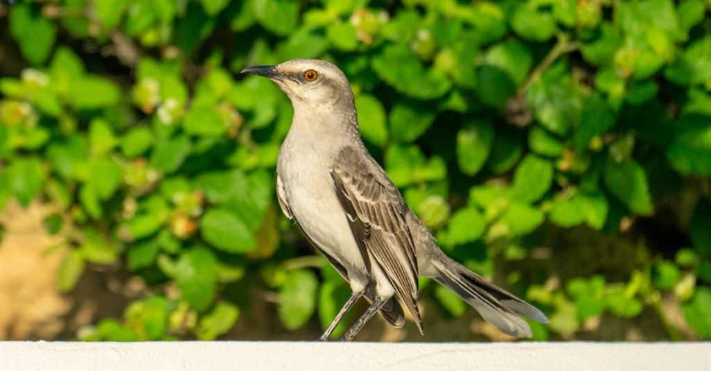 découvrez robben island, site emblématique de l'histoire sud-africaine, où nelson mandela fut emprisonné pendant des décennies. explorez son patrimoine, ses paysages saisissants et plongez dans les récits poignants de la lutte pour la liberté.