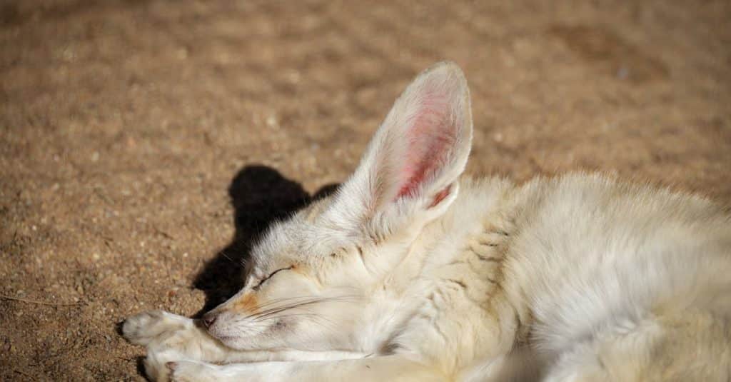 découvrez le sahara, le plus grand désert chaud du monde, réputé pour ses paysages époustouflants, sa faune unique et sa culture fascinante. explorez les dunes dorées, les oasis cachées et les traditions des peuples nomades qui habitent cette région emblématique.