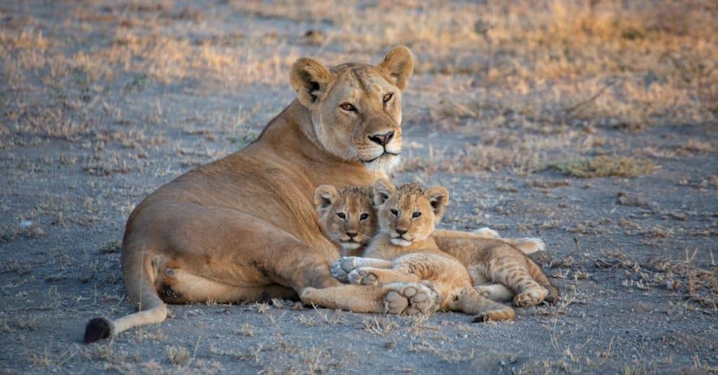 découvrez le serengeti, une vaste savane d'afrique de l'est célèbre pour sa faune exceptionnelle et ses phénomènes naturels époustouflants, tels que la migration annuelle des gnous. explorez cet écosystème unique où se mêlent aventure, beauté naturelle et préservation de la biodiversité.