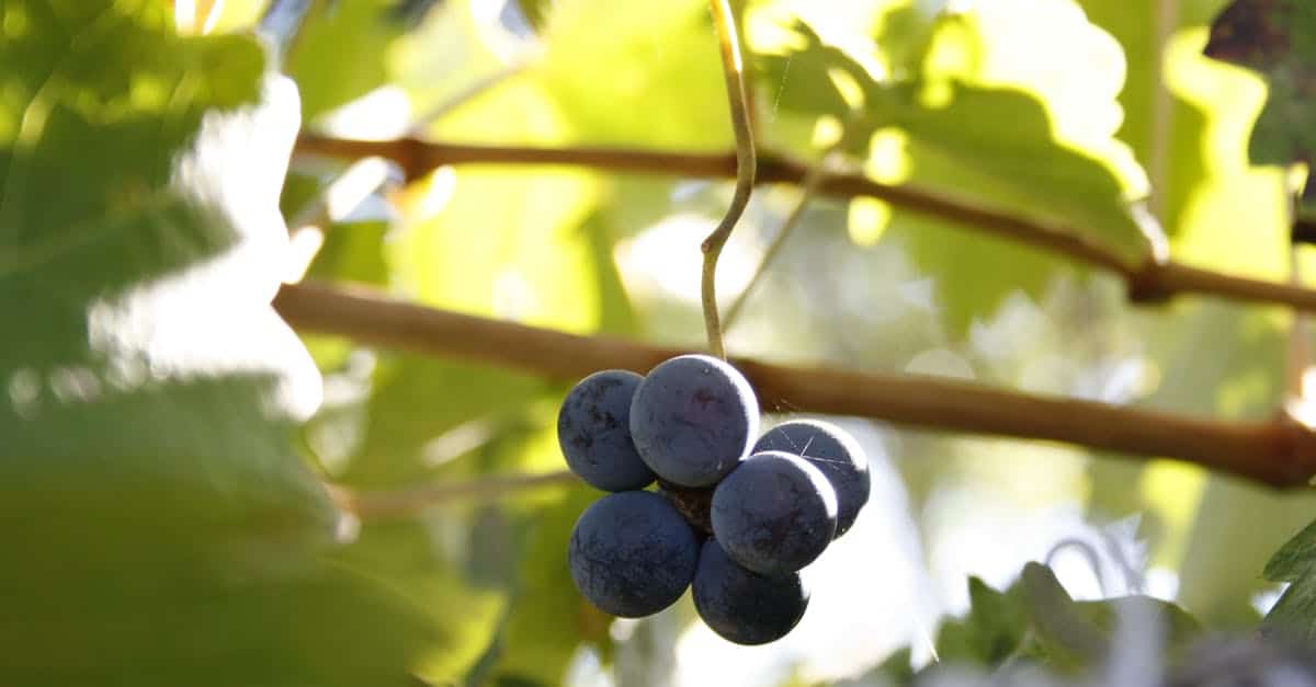 découvrez stellenbosch, une charmante ville sud-africaine réputée pour ses vignobles, son architecture historique et sa culture dynamique. parfait pour les amateurs de vin, d'art et de gastronomie, stellenbosch offre une expérience inoubliable au cœur de la région viticole du cap.
