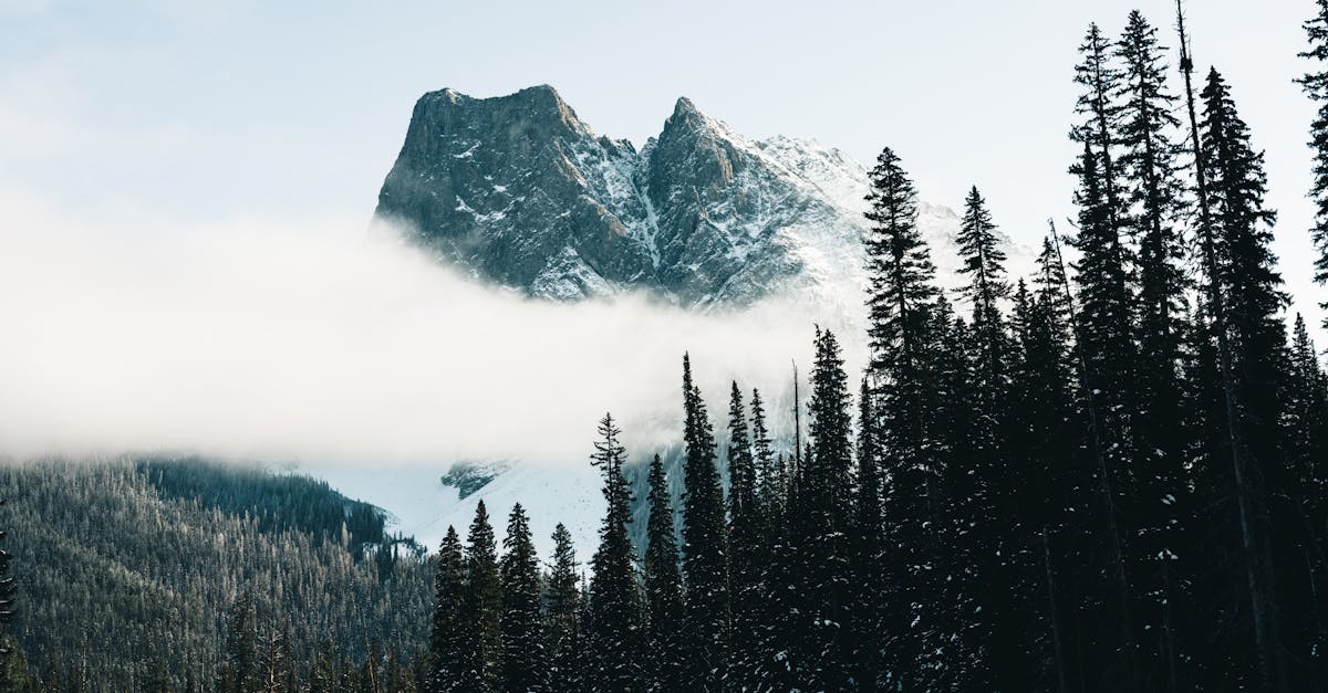 découvrez la splendeur des parcs nationaux, des sanctuaires de biodiversité où nature et aventure se rencontrent. explorez des paysages époustouflants, observez une faune fascinante et ressentez le calme de la nature dans ces lieux préservés. partez à l'aventure dans les plus beaux parcs nationaux de france et profitez de moments inoubliables en plein air.