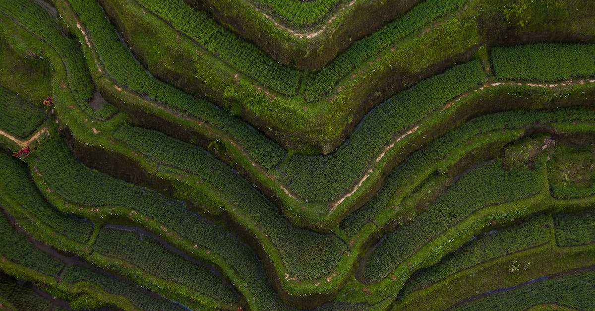 découvrez la beauté envoûtante des rizières en terrasses, un paysage spectaculaire sculpté par le travail acharné des agriculteurs à travers les âges. plongez dans cette harmonie entre la nature et l'agriculture, où chaque vallon révèle une palette de verts vibrants et une culture riche en traditions.