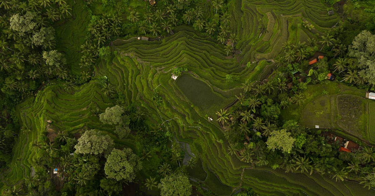 découvrez les terrasses de riz, ces magnifiques paysages agricoles en pente, qui témoignent de l'ingéniosité humaine à cultiver le riz tout en préservant l'environnement. explorez l'histoire, la culture et les techniques de culture qui font de ces terrasses un site incontournable pour les voyageurs et les passionnés de nature.
