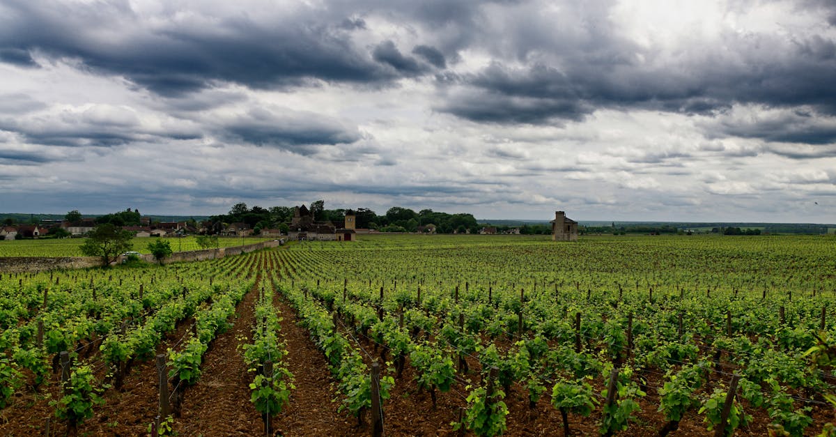 découvrez l'univers fascinant des vignobles, où passion et tradition se rencontrent pour produire des vins d'exception. explorez les terroirs, apprenez les secrets de la vinification et savourez des moments inoubliables au cœur des paysages viticoles.